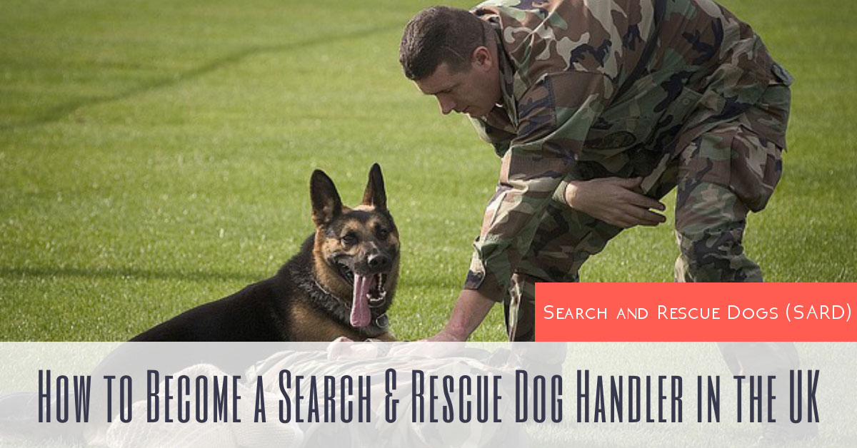 Search and Rescue Dogs: How to Become a SARD Handler in the UK