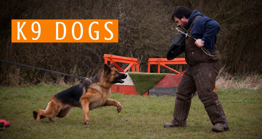 What is a K9 Dog? K9 Dog Breeds, Training & Duties