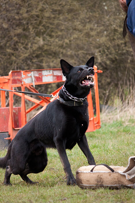  What Is A K9 Dog K9 Dog Breeds Training Duties MEC Security