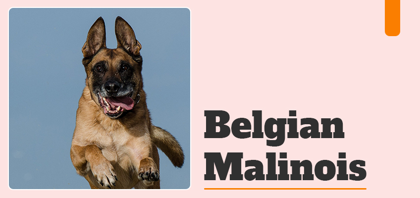 are belgian malinois good guard dogs