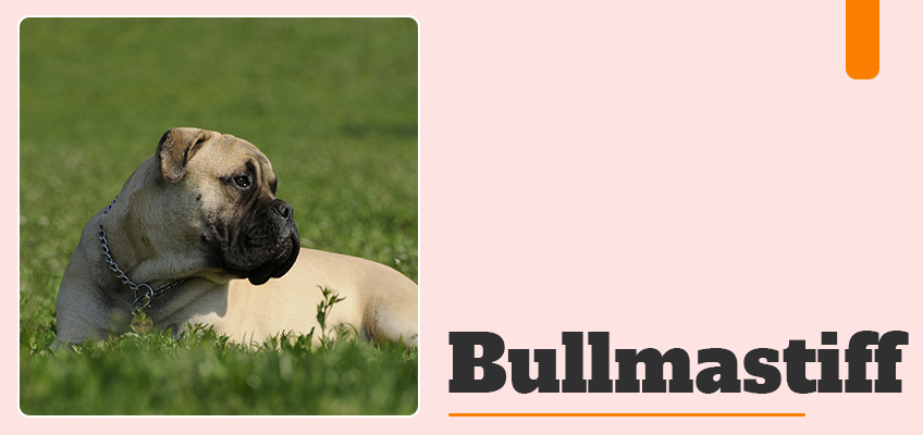 Bullmastiff