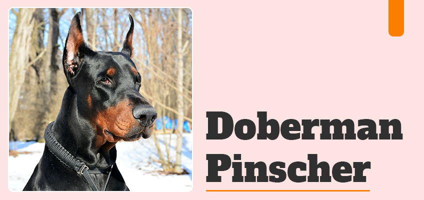 Doberman Pinscher