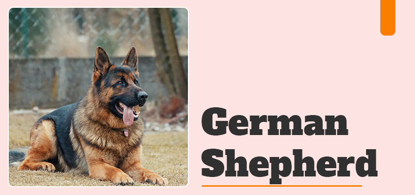 German Shepherd