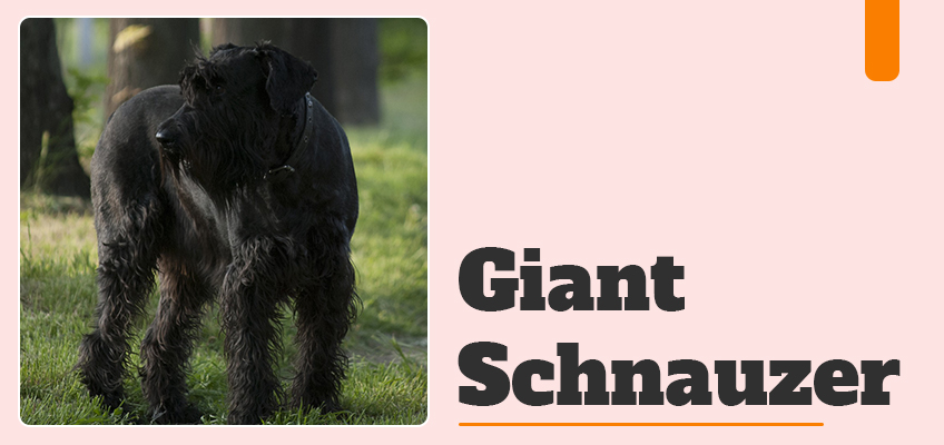 Giant Schnauzer