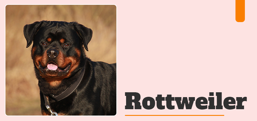 Rottweiler