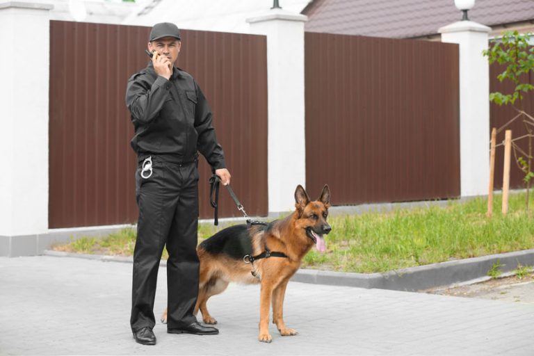 Expertly Trained Cadaver Dogs Mec Security