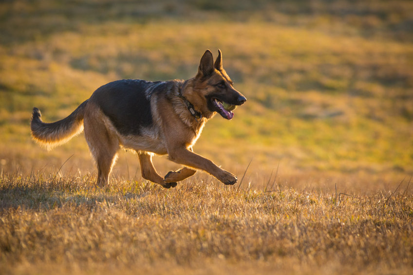 How Fast Can a German Shepherd Run