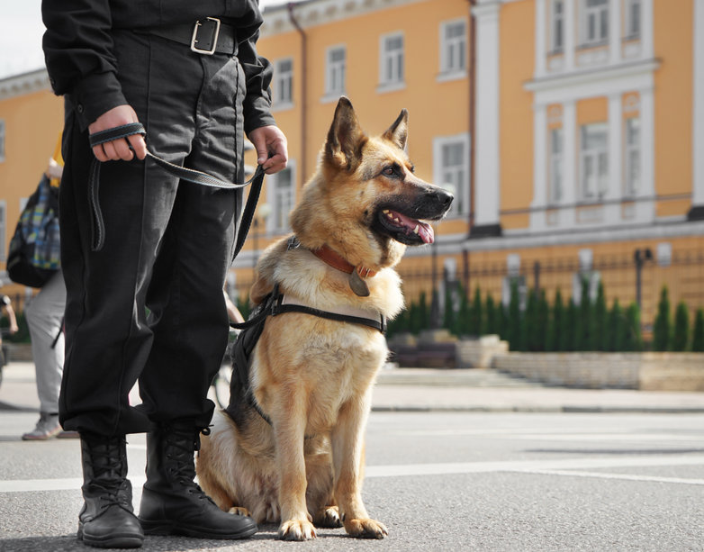 German Shepherd Guard Dog