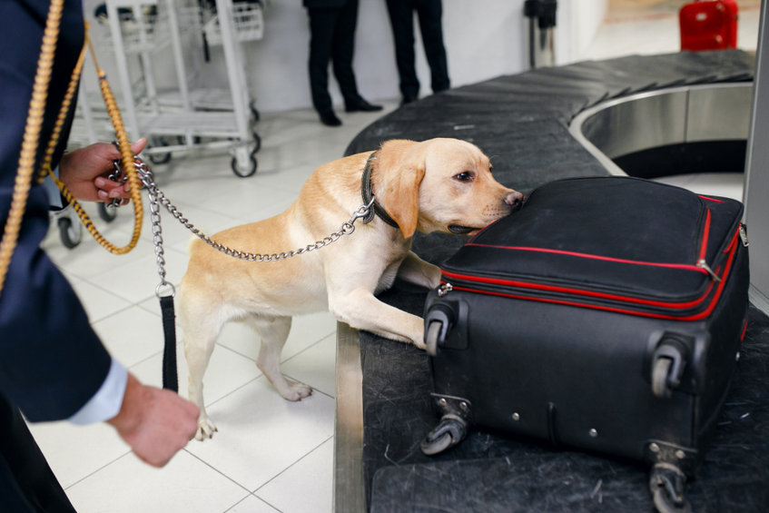 Airport Dog Security 