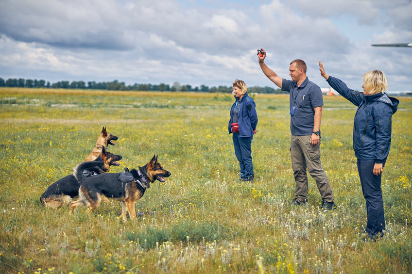 Sniffer Dog Training 