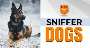 how reliable are cadaver sniffer dogs