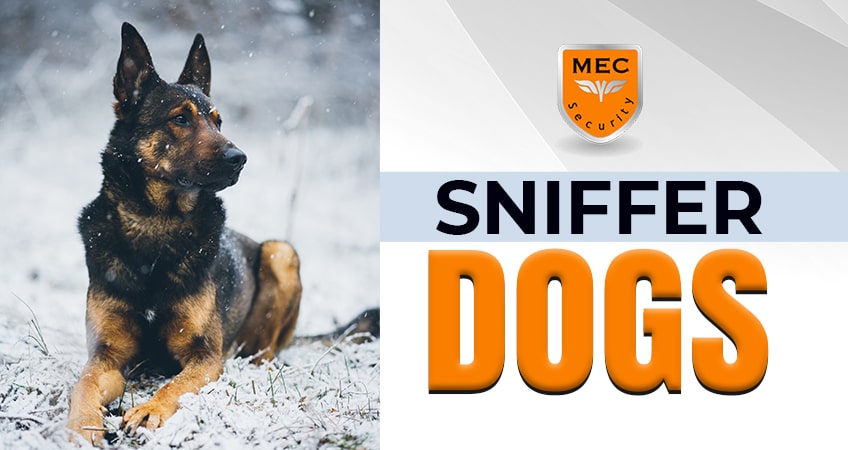 Sniffer Dogs – Security, Training and Facts